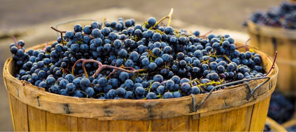 Blaue Weintrauben im Korb